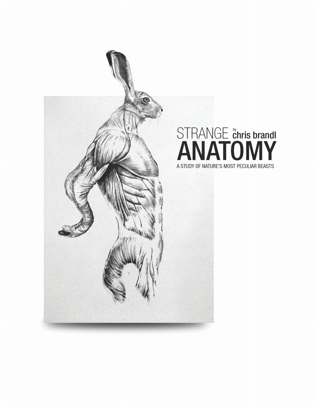 Strange Anatomy cover: an anatomical hare drawing